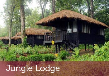 Jungle Lodge